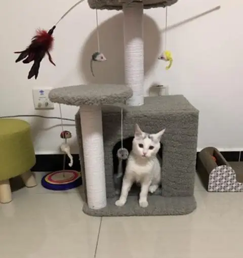Рамка для кошачьего лазания дерево кошек гнездо игрушка Когтеточка домик | Дом и