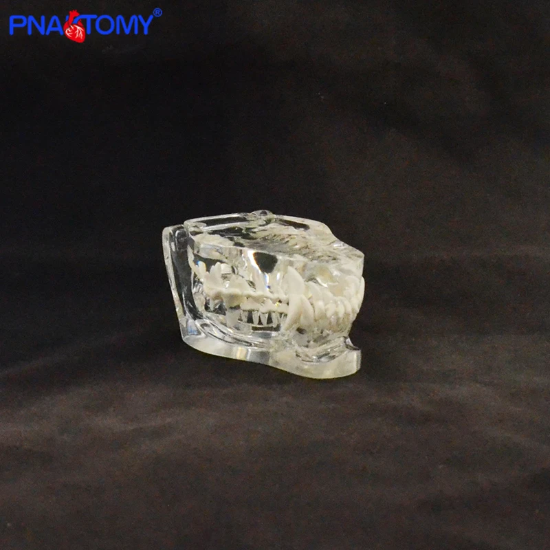 Прозрачный собачий череп в натуральную величину модель собаки и зубы