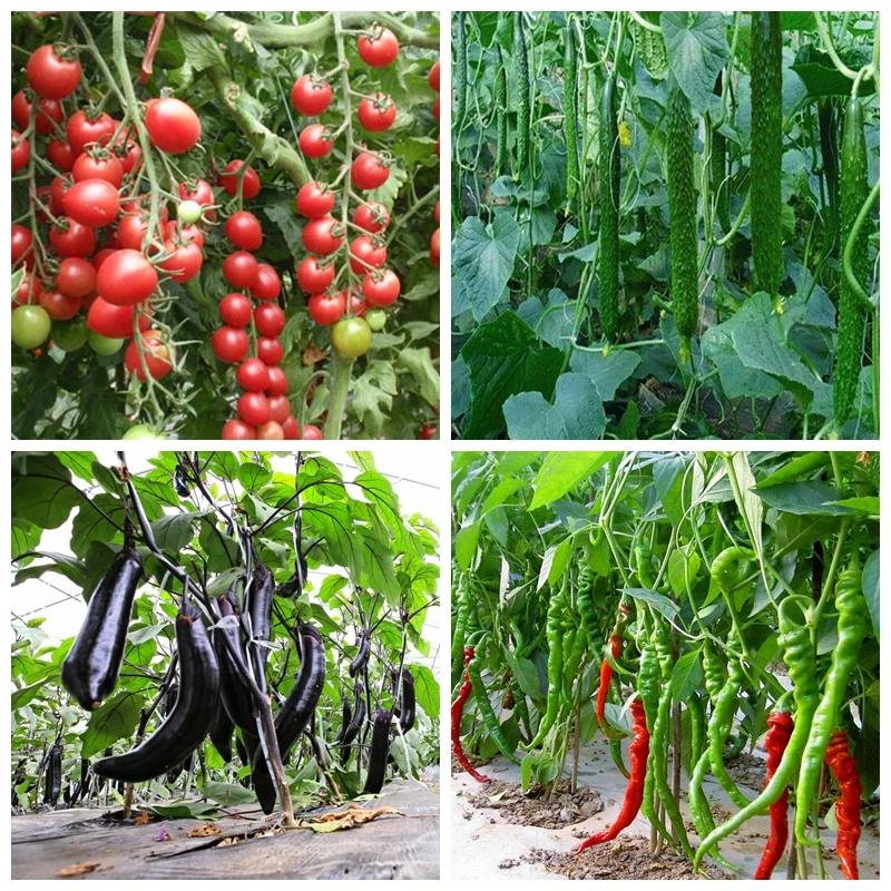 Цитокинин растительные гормоны улучшают Овощной цветок фруктовое дерево