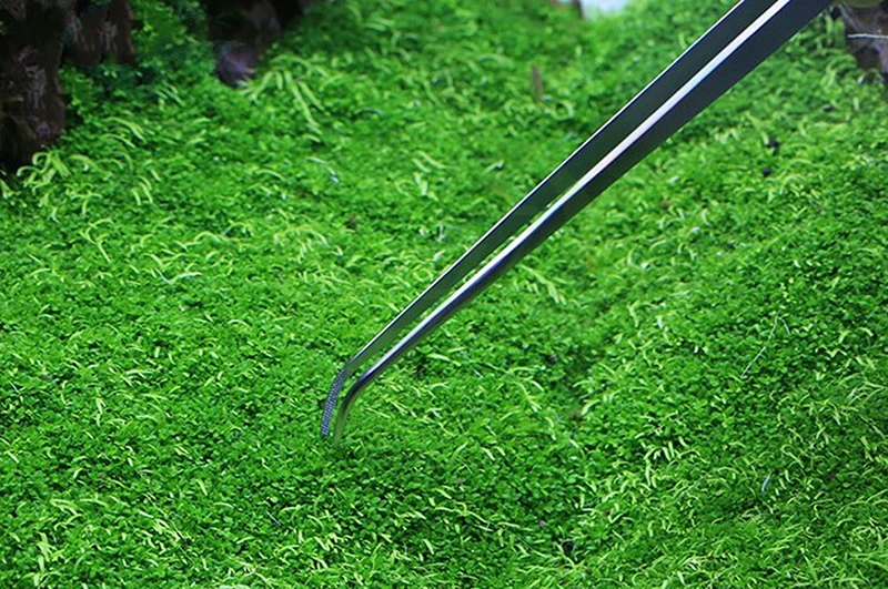 VIV водный Пинцет для растений из нержавеющей стали прямой изгиб никогда не