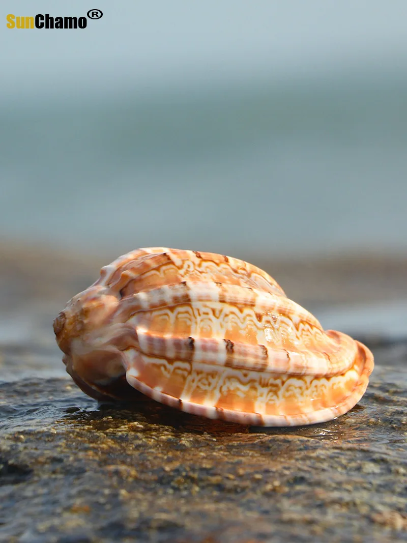 Пианино с улиткой натуральная раковина спиральная морская рыба краба мясистый