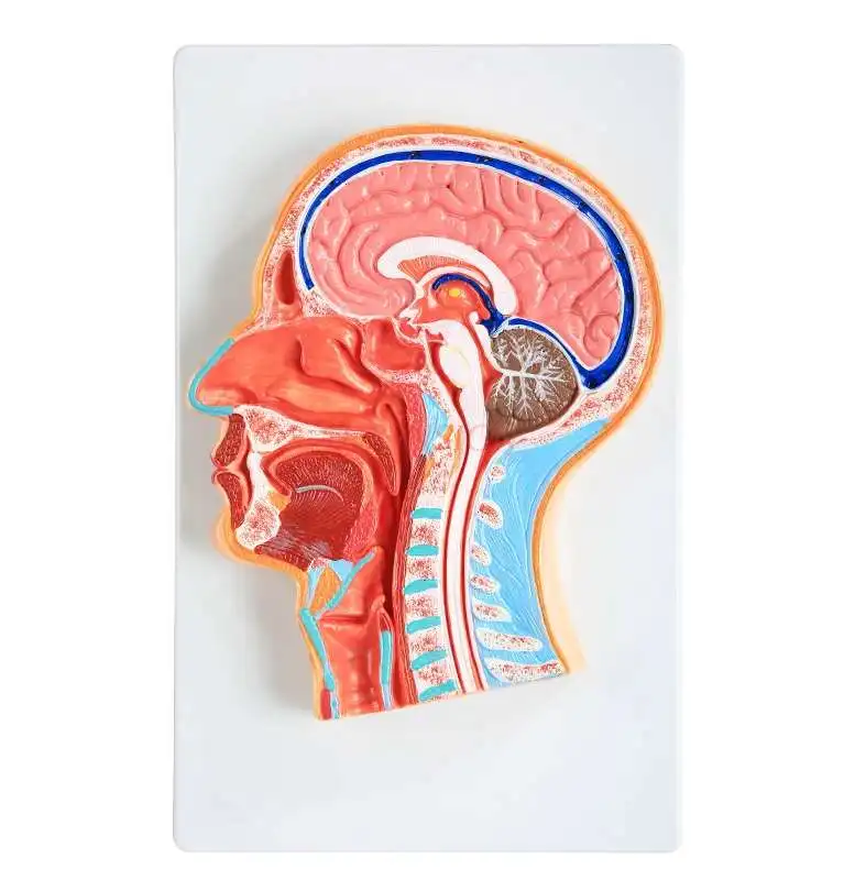Head mid-sagittal section model Head brain model Head anatomy model Medical teaching tools