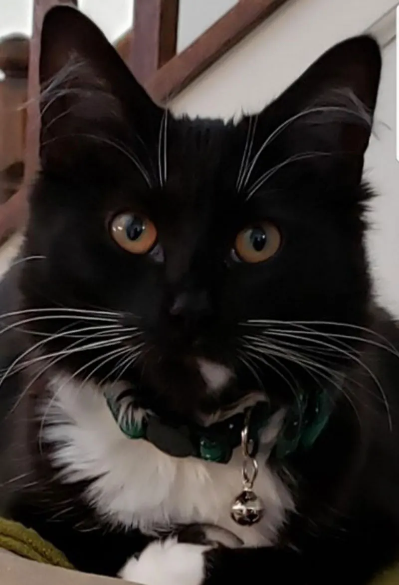 Рождественский воротник с кошачьими ушками 2 упаковки/комплект милым