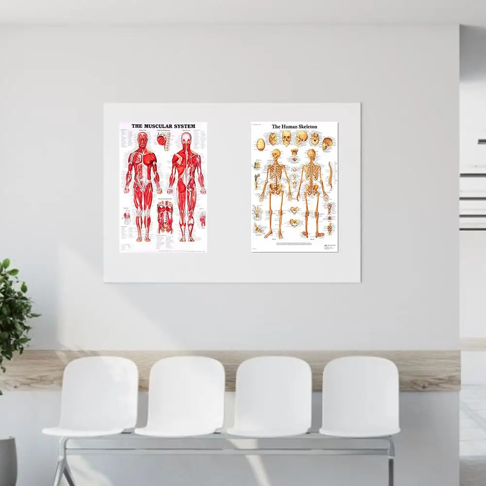 Шелковая ткань человеческая искусственная Мышечная система Обучающие