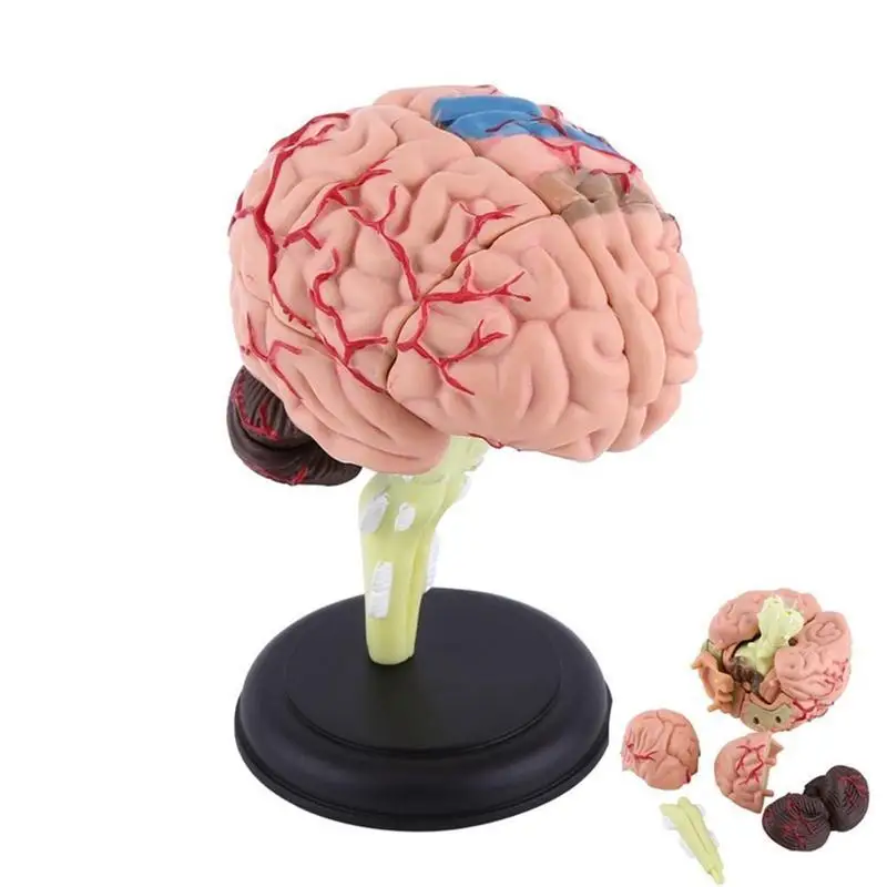 4D Disassembled Anatomical Human Brain Model Anatomy Teaching Tool Statues Sculptures School Use Dropship | Дом и сад