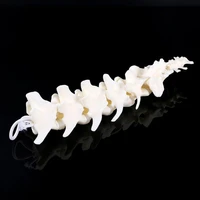 dog canine lumbar vertebrae with coccyx model aid teaching anatomy display study research