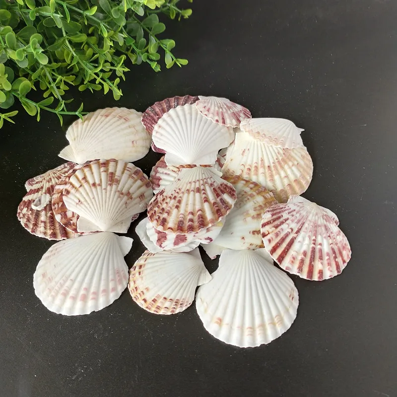 

20pcs starfish Sea Shells Schelpen Coquillage Conchas Shell For Home Decoration Babylon Nautical Home Marine Decor Scallop
