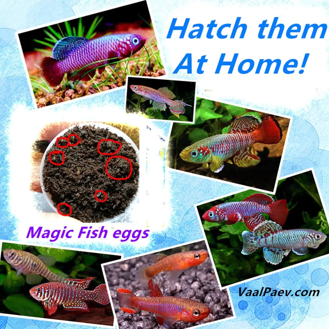 Killifish волшебная рыба яйца пресной воды глухая коробка бак икру яйцо