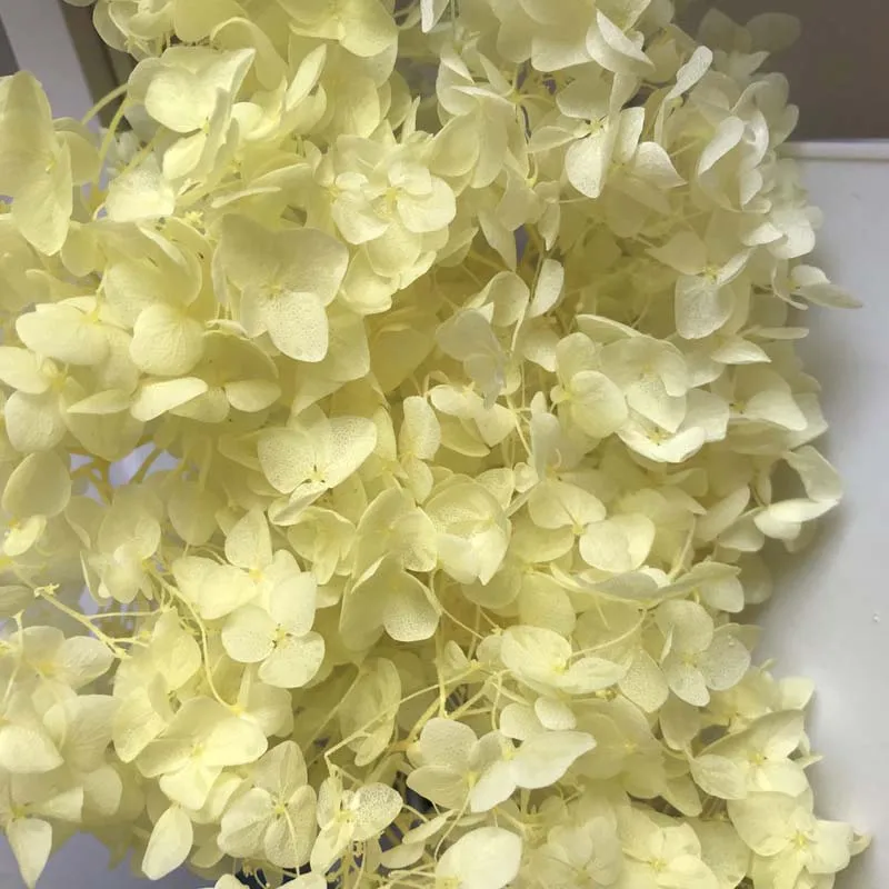 Light Yellow 3 г/лот, высокое качество, натуральные свежие консервированные цветы, сушеная Гортензия, Цветочная головка для DIY, настоящая вечная жизнь, цветы, материал - Цвет: Light Yellow