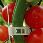 Пластмассовые зажимы для поддержки растений, 50100 шт., 30 мм, для подвешивания помидор, лозы, соединения растения парниковые овощей, садового украшения