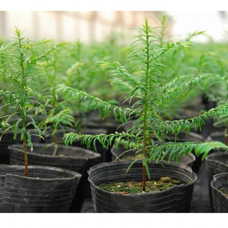 100Pcs Seedling Plants Nursery Bags Organic Biodegradable Grow Pot Fabric Eco-friendly Ventilate Growing Planting | Дом и сад