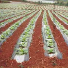 Пленка для садовых растений 5 м, белая и черная пленка для пластик пленка для мульчирование растений, растений, борьбы с вредителями, согревания