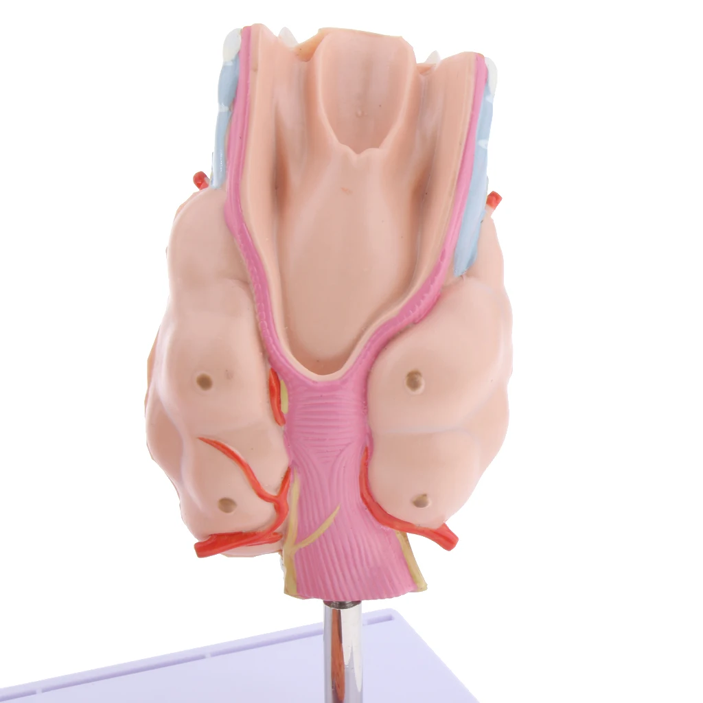 

Magnified Human Thyroid Diseased Anatomy Model Teaching Training Aids