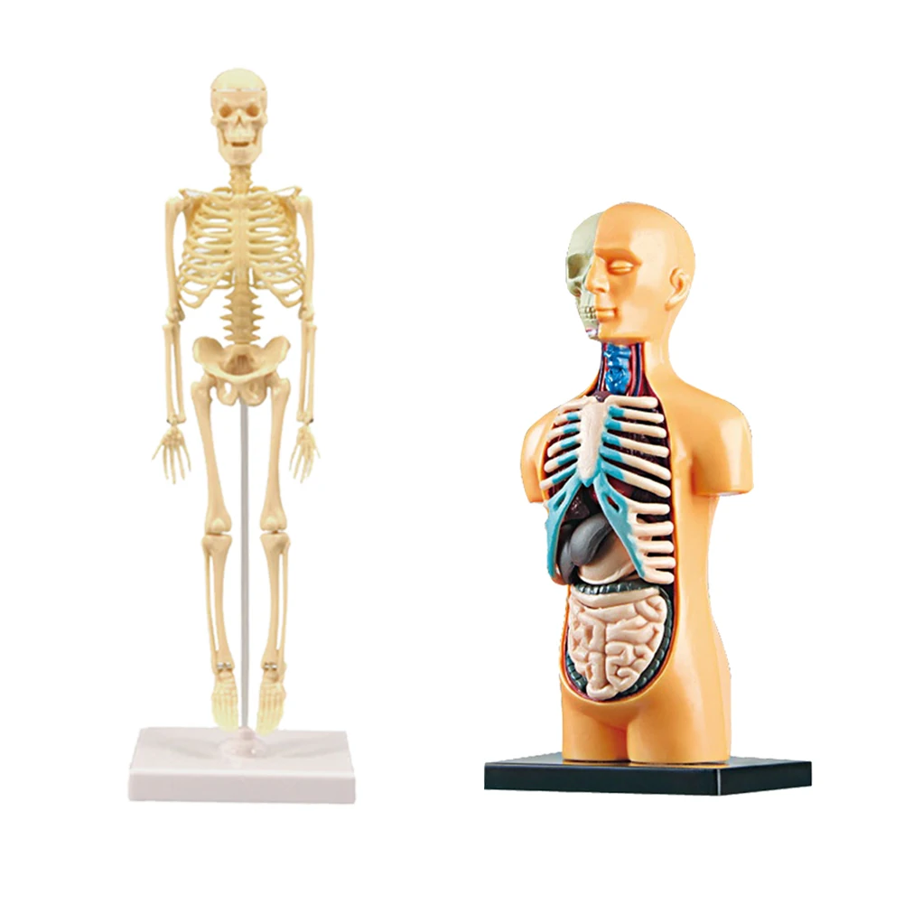 

Моделирующая модель человеческого скелета, помощь в обучении, сборка вручную, обучающая игрушка для детей, обучающая игрушка