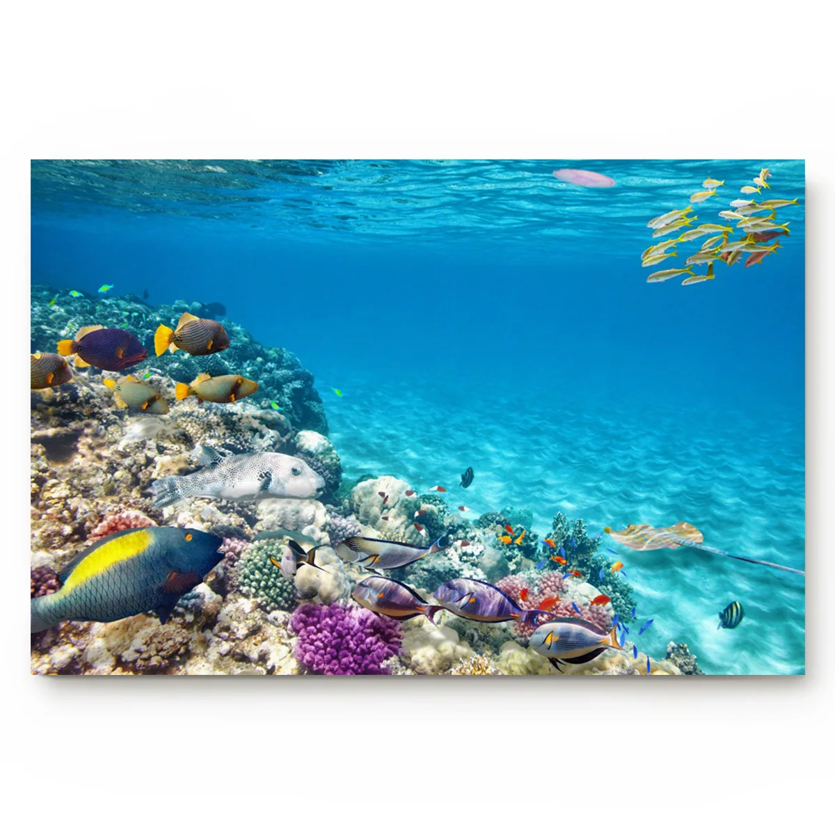 Морской риф синий коралловый оранжевый Австралия Ha также богатый морской цвет