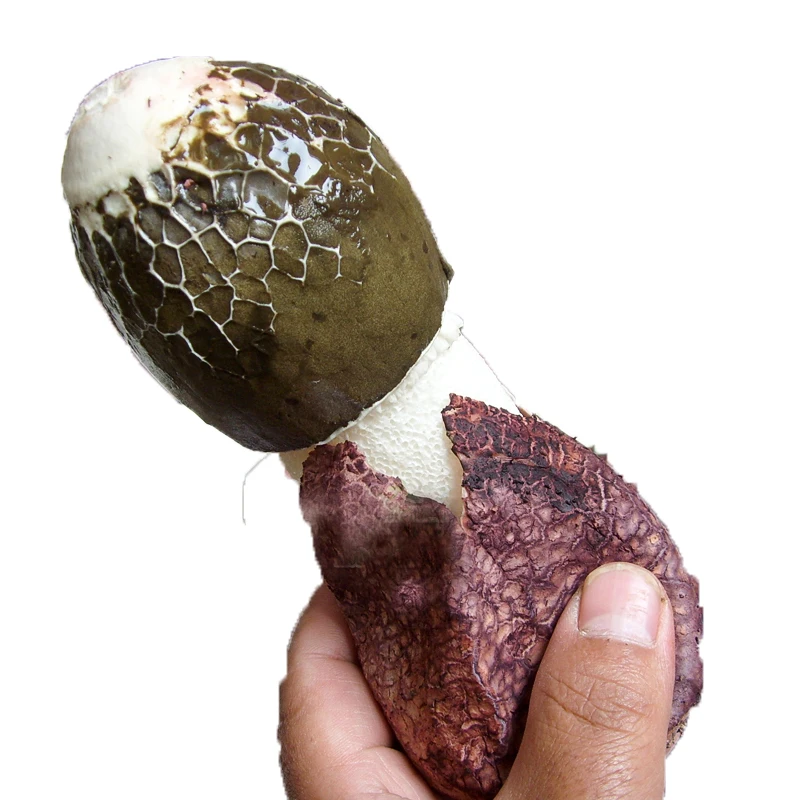 

"Mountain" teacher "bamboo-sun fresh bright red eggs in yunnan plateau bamboo-sun soup