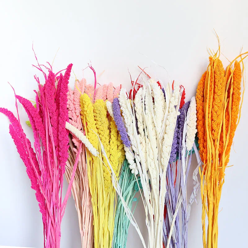 

Real Dried Bear Tail Grass Plants Wedding Christmas Party Decoration Northern European-Style Eternal Flower Arrangement Ornament