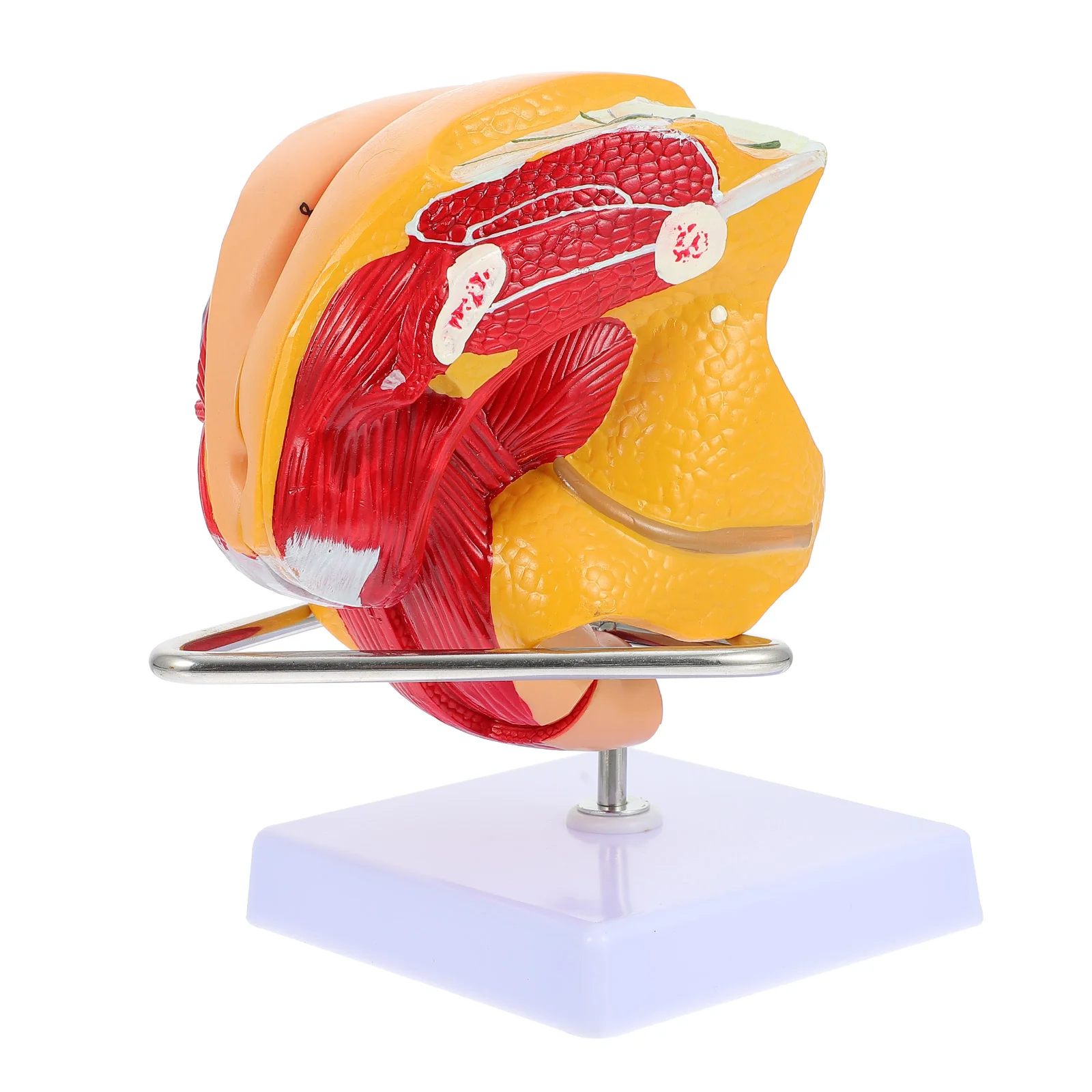 

Модель генитальной структуры Женская матка генитальная система анатомическая модель