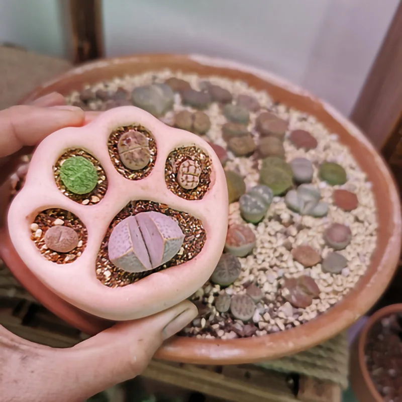 Милый разноцветный цементный цветочный горшок в виде кошачьей лапы мини