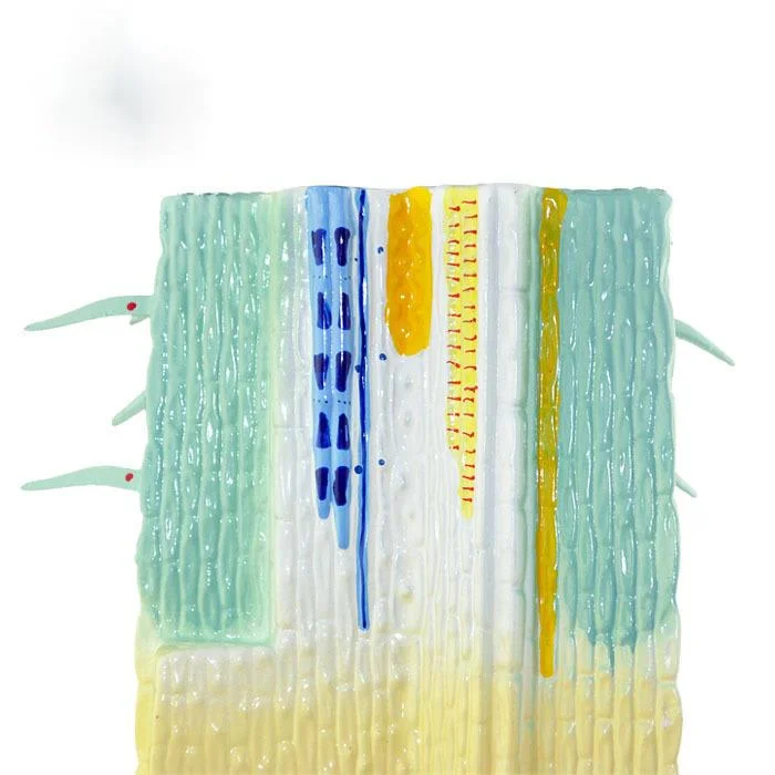 Корневая система растений анатомическая модель корневого профиля