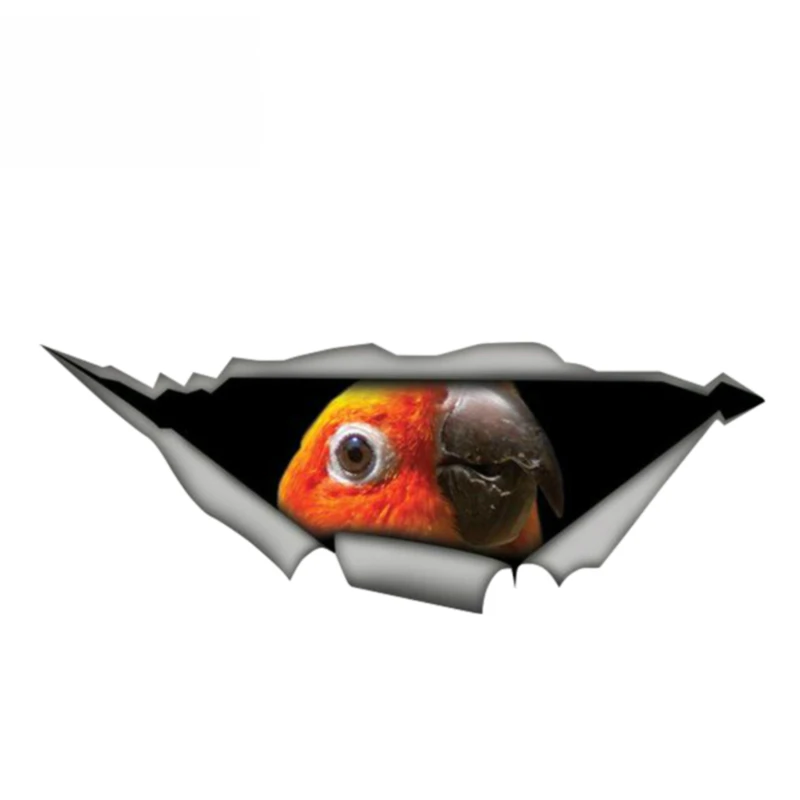 

Boutique Styling Sun Conure Parrot Sticker Bird Car Decal Torn Metal Decal water proof Funny KK13*4cm