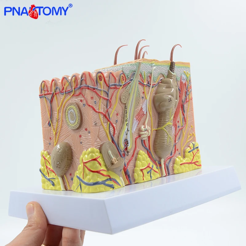 Human Skin Structure Model 35 Times Enlarged Plastic Hair Layer Structure Anatomical Model Medical Teaching Tool with Manual blood vessel model human arteries arteriosclerosis model medical gift anatomical tools with card and base pnatomy enlarged