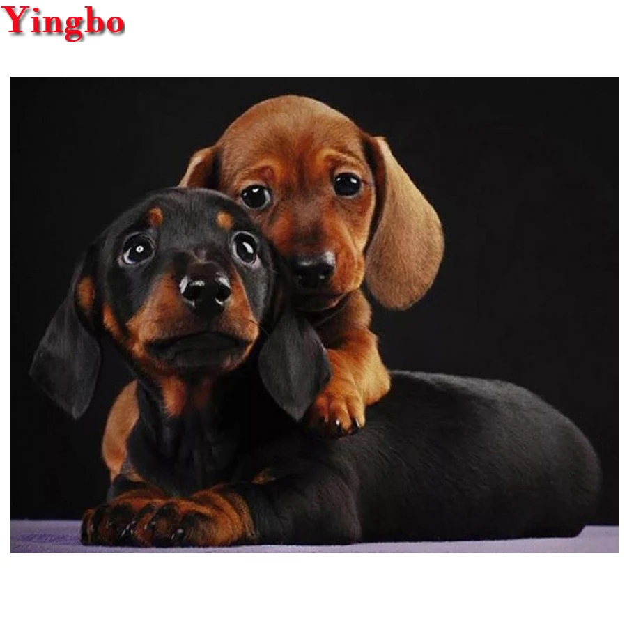 5d алмазная живопись профессиональная такса сделай сам 3D Алмазная вышивка