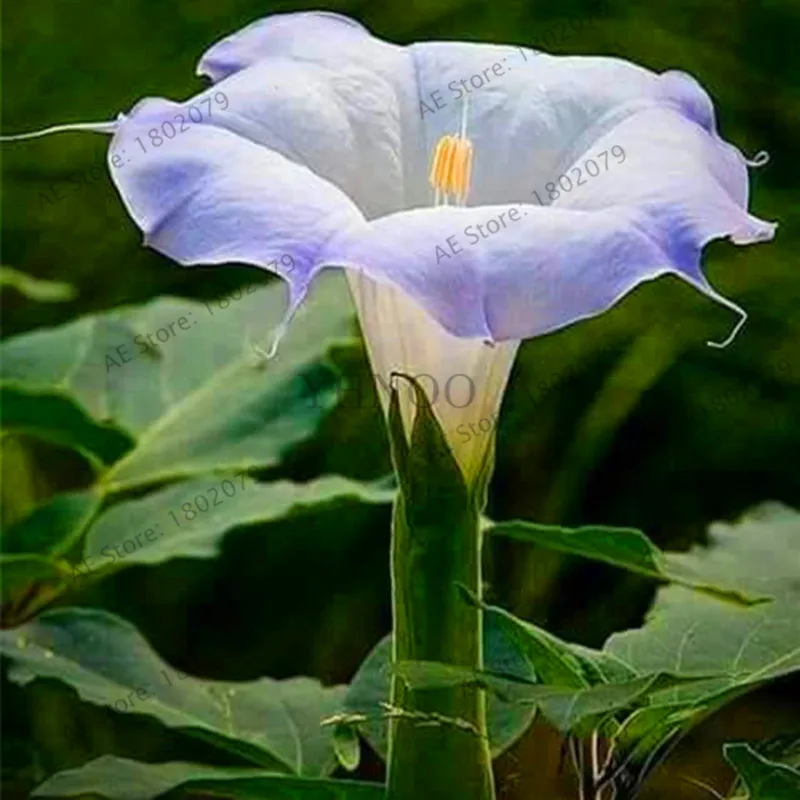 9 Свежий 100 шт редкий Datura бонсай бругмансия Suaveolens фламенко Красивая Мандала Цветок садовый многолетник Горшечное растение - Цвет: 9