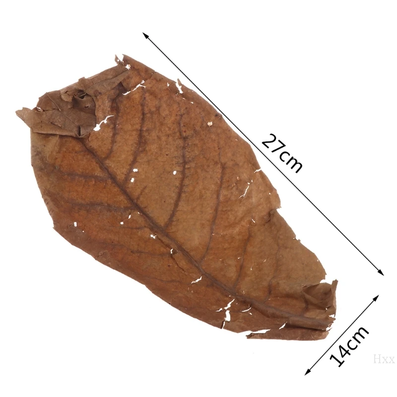 Новый 50 шт. натуральный катаппа листья миндаля листьев очистки рыб