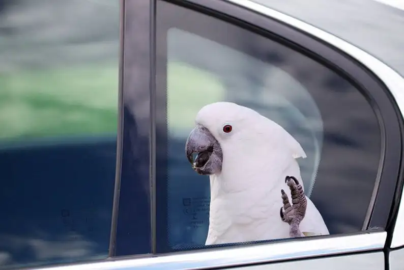 

2021 STICKER, Umbrella Cockatoo window sticker, car sticker, Umbrella Cockatoo car decal, funny sticker