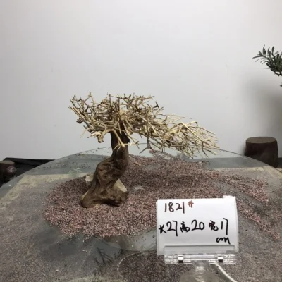 

Aquascape