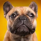 Полноформатная Алмазная вышивка, 5D, алмазная живопись, французский бульдог, собака, вышивка крестиком, 3D Алмазная мозаика, вышивка