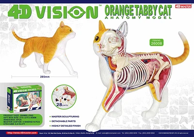 4D animal model orange cat model organ anatomy assembly model decoration medical teaching aids