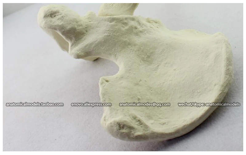 12314 / Simulated bone Hip+Tibia Medical Orthopaedic Operative Training Model | Канцтовары для офиса и дома