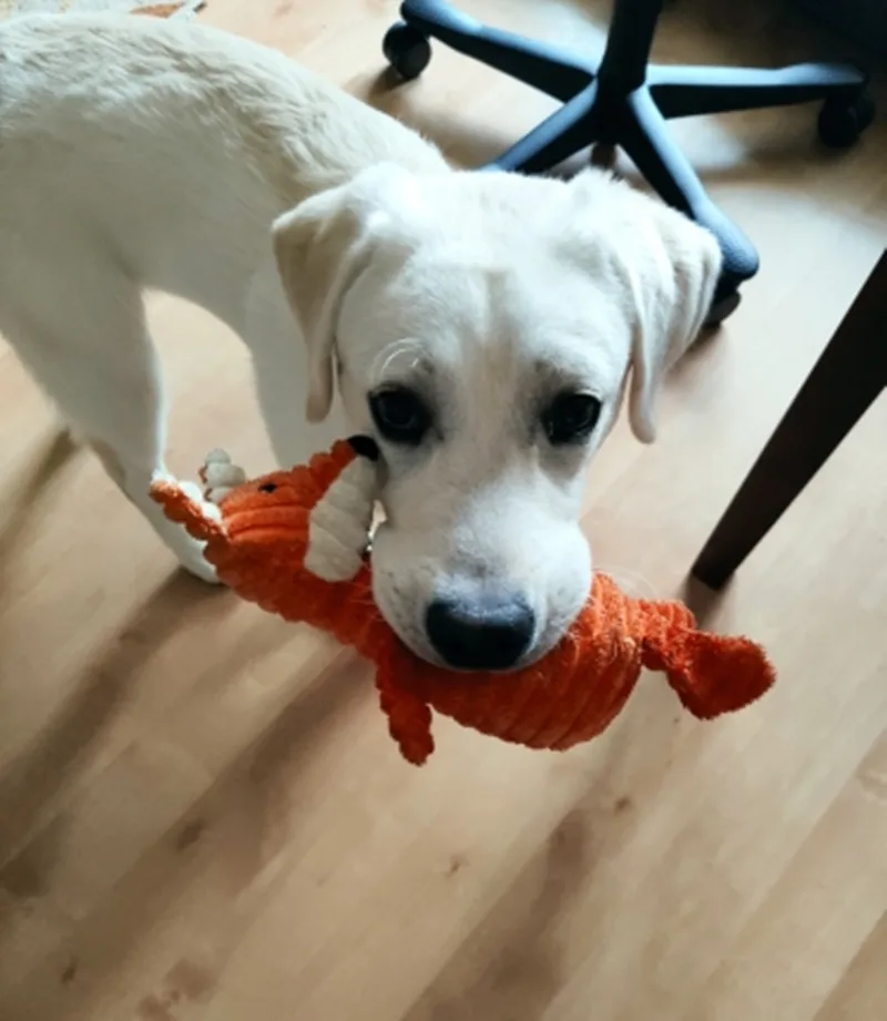 

Pet Dogs Toys for Dogs Animal Shape Plush Pet Puppy Squeaky Chew Bite Resistant Toy Pets Supplies Accessories