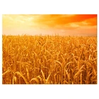 5d Diy алмазная живопись, вышивка крестиком, Золотое пшеничное поле стразы, полная квадратная Круглая Мозаика