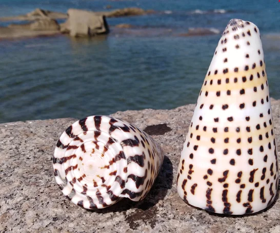 Натуральные раковины черная кукуруза улитка аквариумное украшение buzios do mar