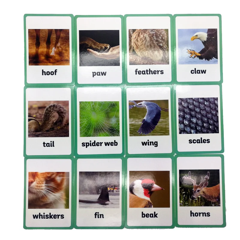12 шт./компл. животные части тела карманная карта для слова английский язык