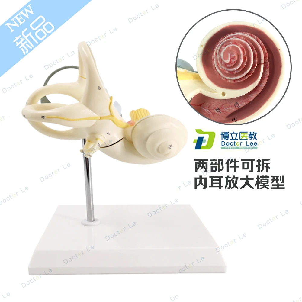 2 части лабиринта анатомическая модель с полукруглым каналом уха внутренняя для