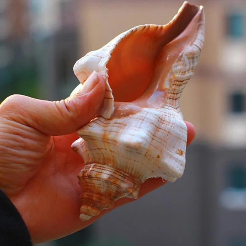 9-17 см коричнево-белый натуральный негабаритный Улитка Раковина Морская раковина