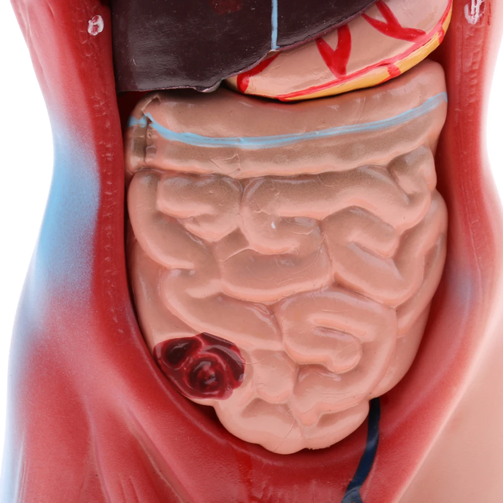 

Premium Human Torso Model - Detailed Human Body Model with Removable Human Organs, Great Teaching Tool Hospital Decoration