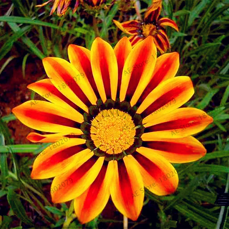 5 100 шт./пакет разноцветные Gazania rigens flores, цветок растения для дома и сада, бонсай для внутреннего и наружного спорта посадки - Цвет: 5