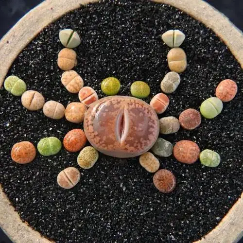 Lithops самодельные Украшения не семена живые камни искусственные экзотические