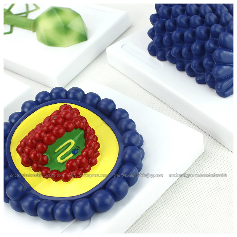 12554 / Microbiology AIDS Virus Model Kit Medical Science Educational Teaching Anatomical Models | Канцтовары для офиса и дома