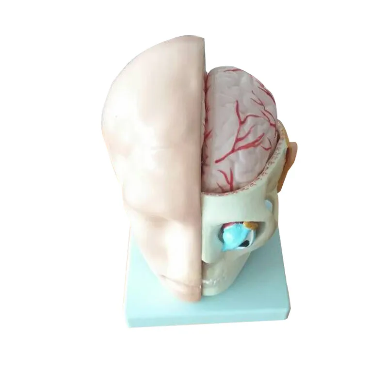 Модель медицинской анатомической головы с мозговой артерией | Канцтовары для