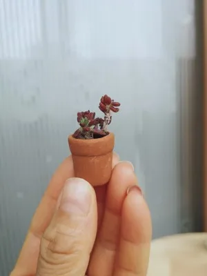 Миниатюры для террариумов Мини садовые аксессуары карманные мясистые цветочные