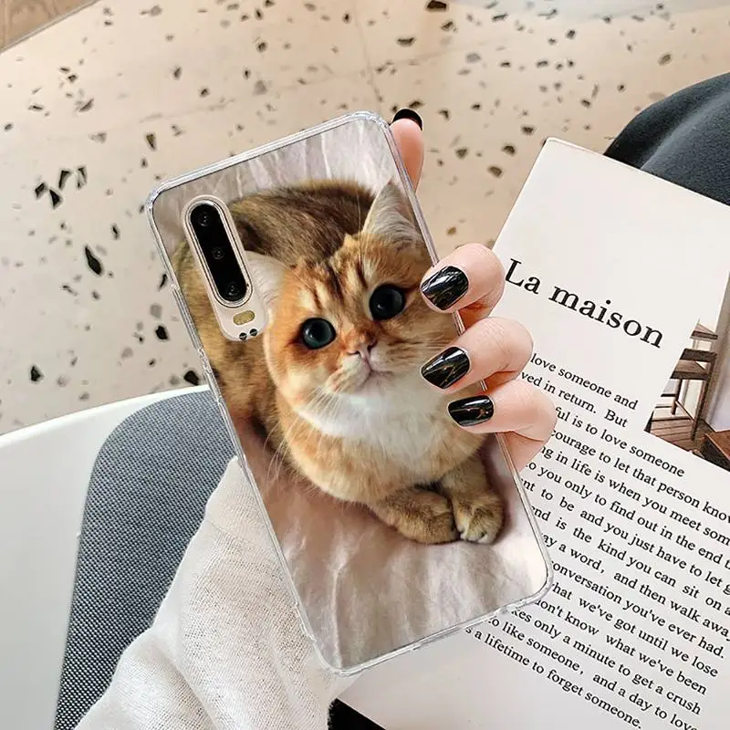 

Webbedepp British Shorthair Phone Case Transparent for Samsung A71 S9 10 20 HUAWEI p30 40 honor 10i 8x xiaomi note 8 Pro 10t 11