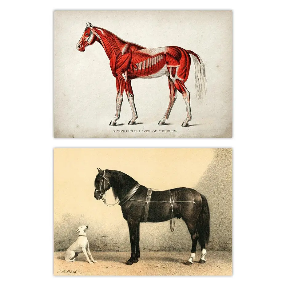 

Vintage Horse Poster Medical Illustration Equine Muscular Superficial Layer Muscles Orloff Horse White Dog Picture Wall Art