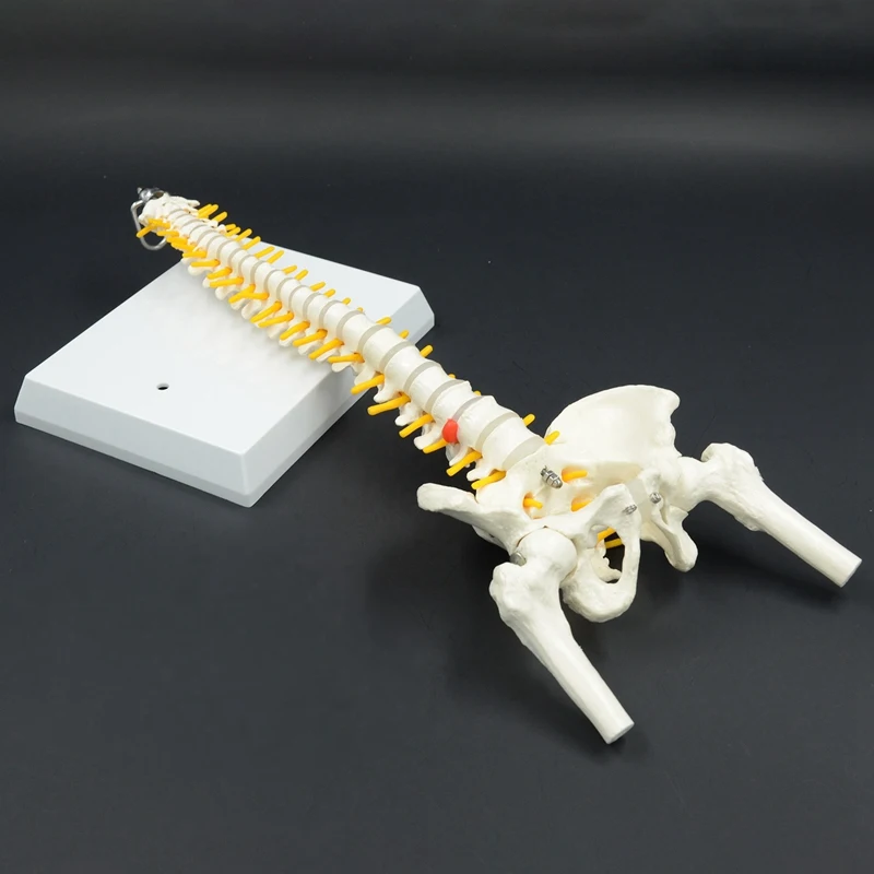 45CM Human Spine with Pelvis Model Anatomical Anatomy Medical Spinal Column Model+Stand Flexible | Инструменты