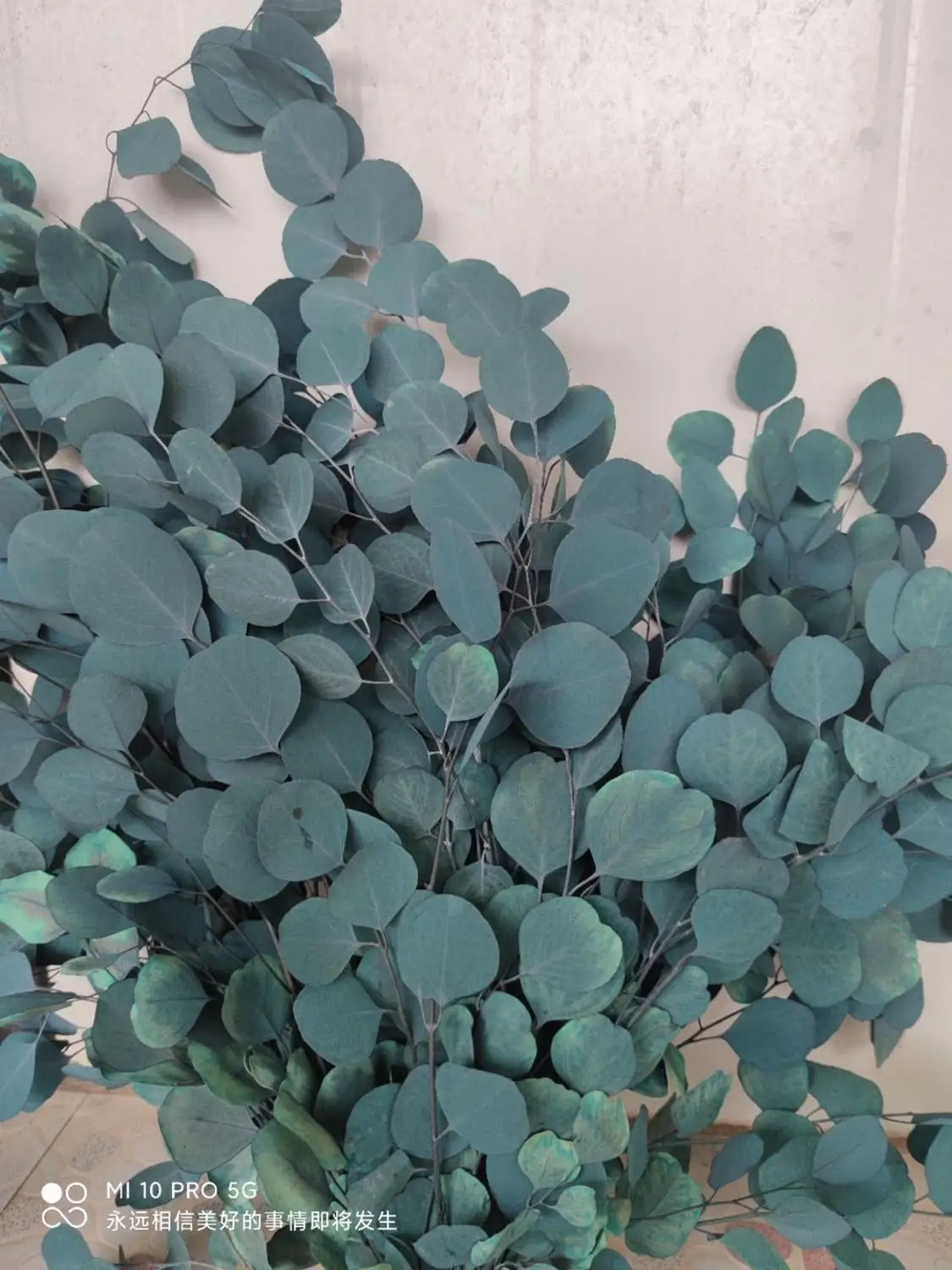 Цветные листья эвкалипта яблока Осенние круглые натуральные вечные 50 г